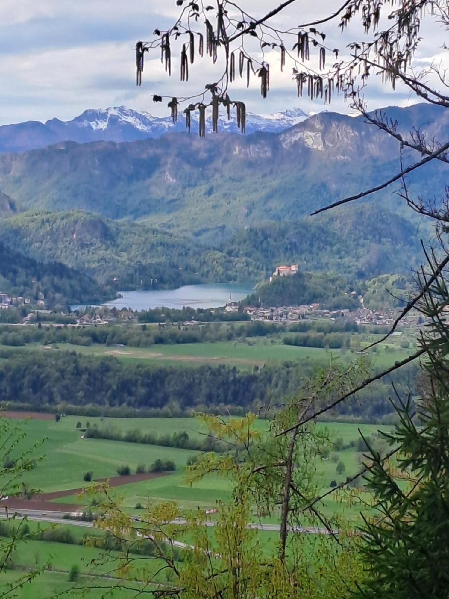 Bella * Zirovnica